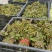 香椿芽头茬上市，对接电商市场，加工厂，代购代办