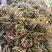 香椿芽头茬上市，对接电商市场，加工厂，代购代办