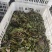 香椿芽头茬上市，对接电商市场，加工厂，代购代办
