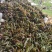 香椿芽头茬上市，对接电商市场，加工厂，代购代办