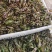 香椿芽头茬上市，对接电商市场，加工厂，代购代办