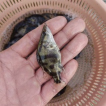 安徽鳜鱼苗，苗场直发，保质保量，诚信经营，欢迎选购