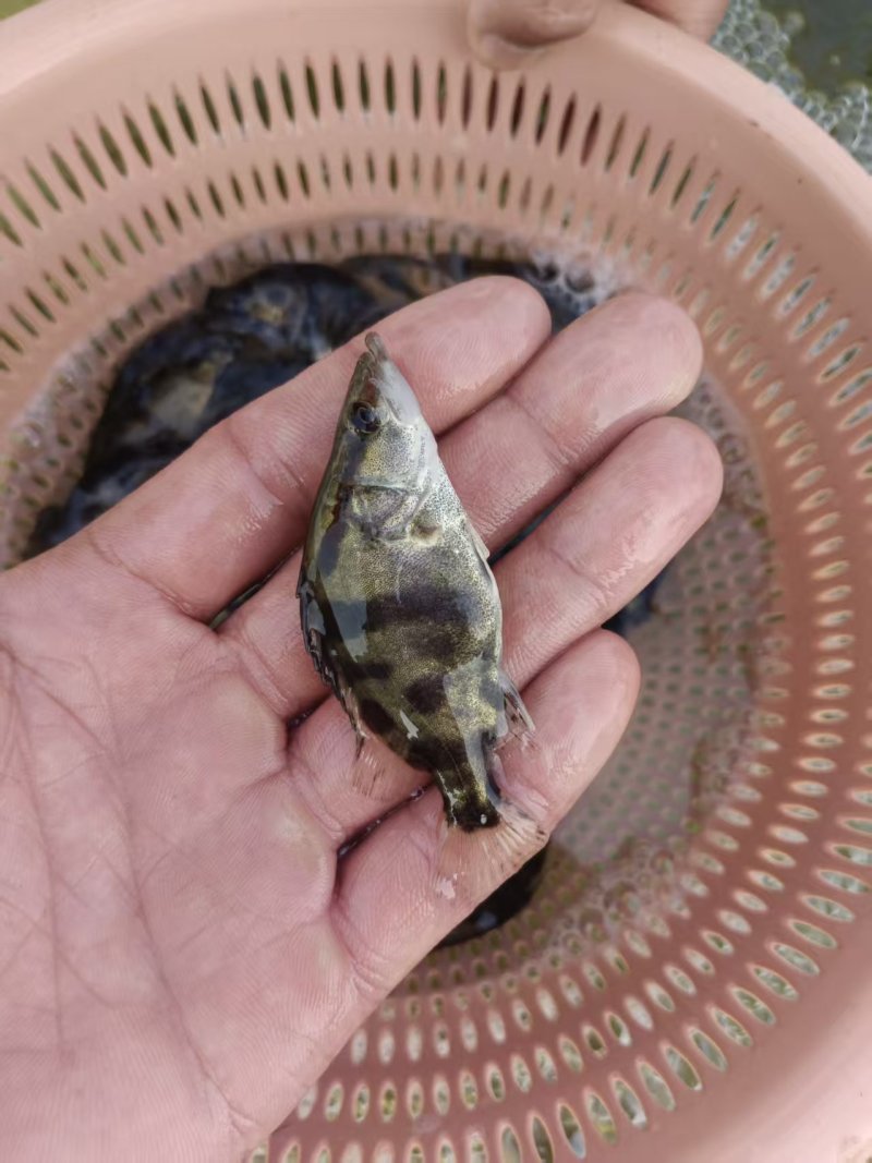 安徽鳜鱼苗，苗场直发，保质保量，诚信经营，欢迎选购