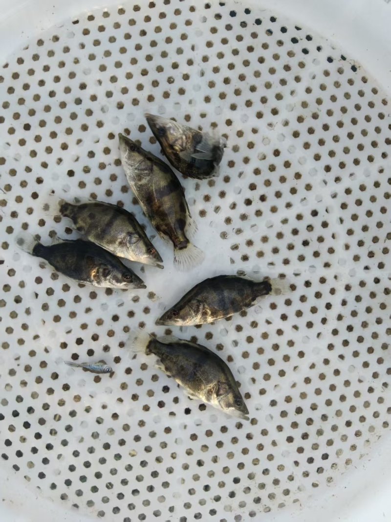 安徽鳜鱼苗，苗场直发，保质保量，诚信经营，欢迎选购