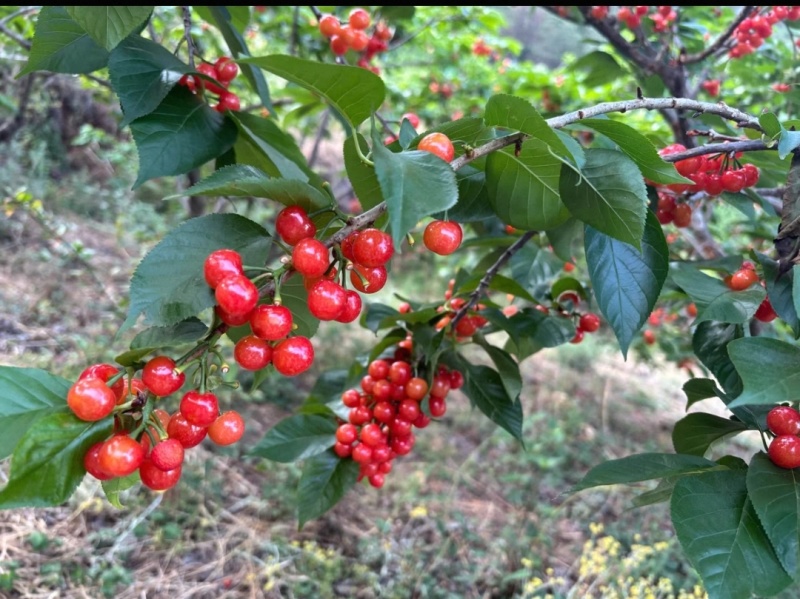 毕节九洞天樱桃