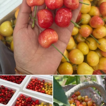 毕节九洞天樱桃
