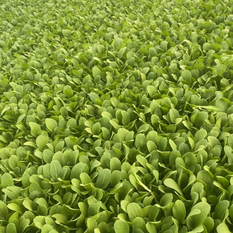 精品鸡毛菜