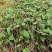正宗何首乌苗基地直供带芽带根中药材种植量大从优