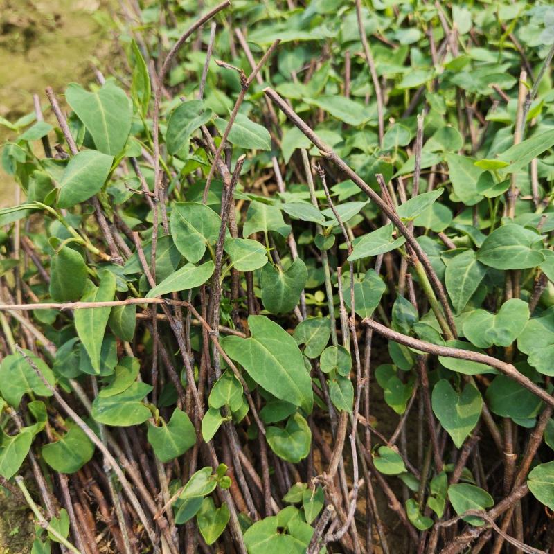 正宗何首乌苗基地直供带芽带根中药材种植量大从优