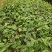 正宗何首乌苗基地直供带芽带根中药材种植量大从优
