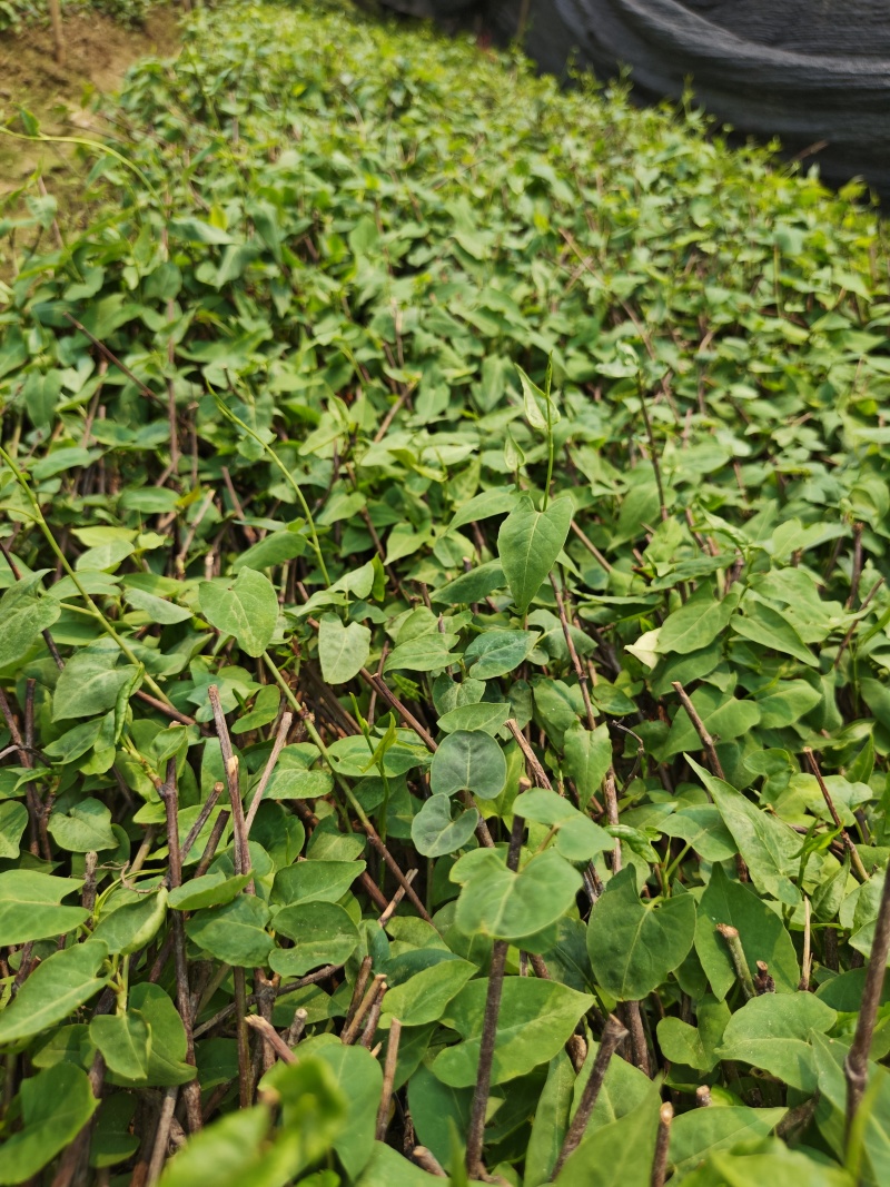 正宗何首乌苗基地直供带芽带根中药材种植量大从优