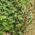 正宗何首乌苗基地直供带芽带根中药材种植量大从优
