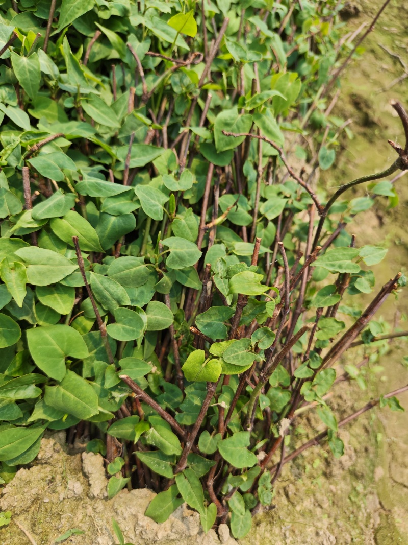 正宗何首乌苗基地直供带芽带根中药材种植量大从优