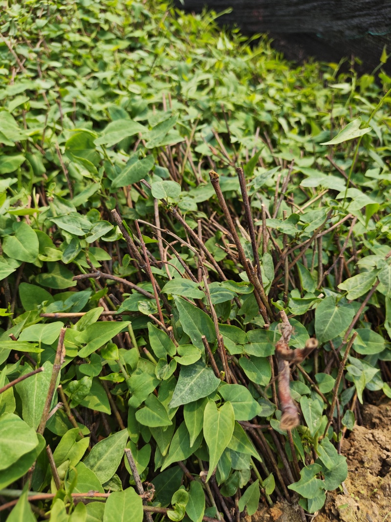 正宗何首乌苗基地直供带芽带根中药材种植量大从优