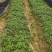 正宗何首乌苗基地直供带芽带根中药材种植量大从优