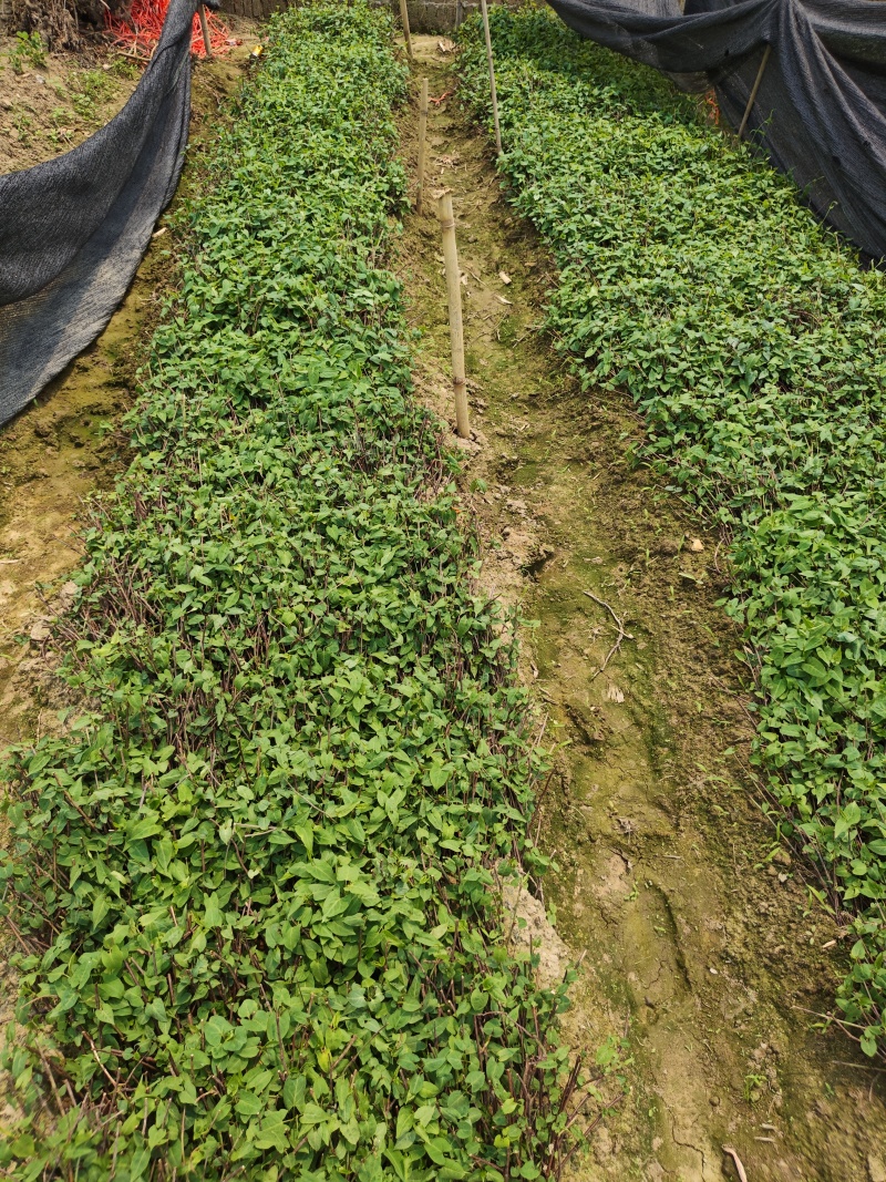 正宗何首乌苗基地直供带芽带根中药材种植量大从优