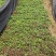 正宗何首乌苗基地直供带芽带根中药材种植量大从优