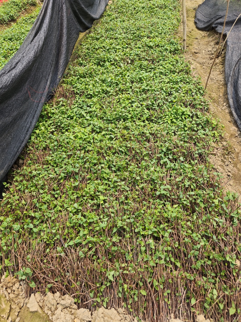 正宗何首乌苗基地直供带芽带根中药材种植量大从优