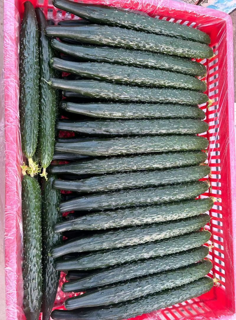 《密刺黄瓜》安阳滑县/产地直发/现货供应/量大从优/欢迎来电