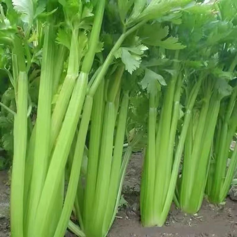 精品西芹基地货源保质保量大量上市中