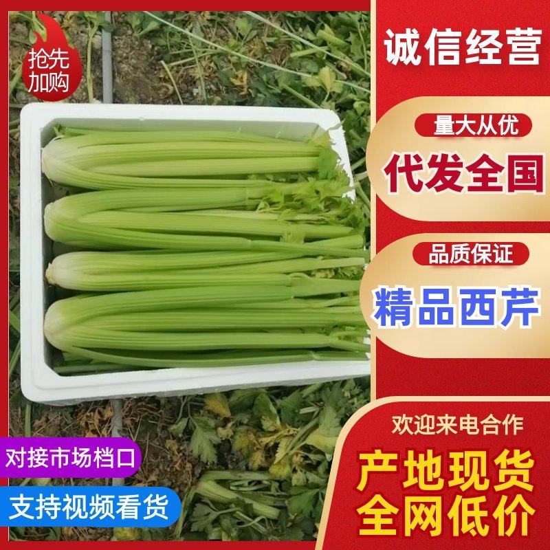 精品西芹基地货源保质保量大量上市中