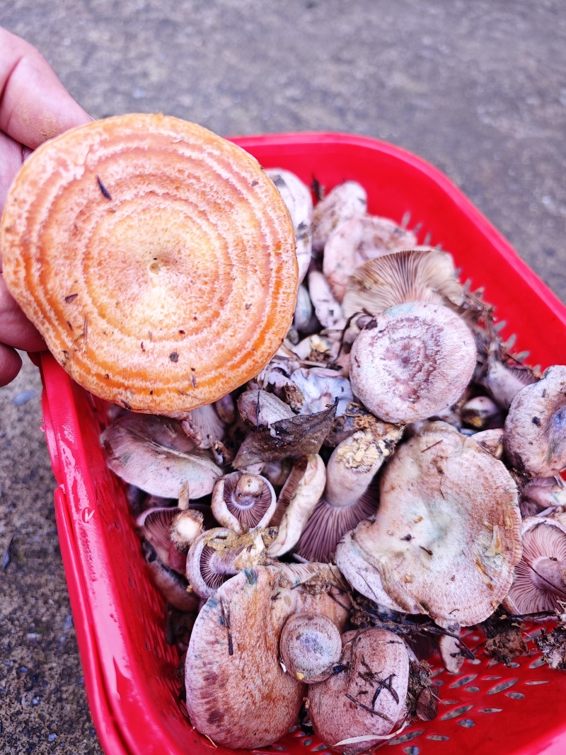 乌枞菌