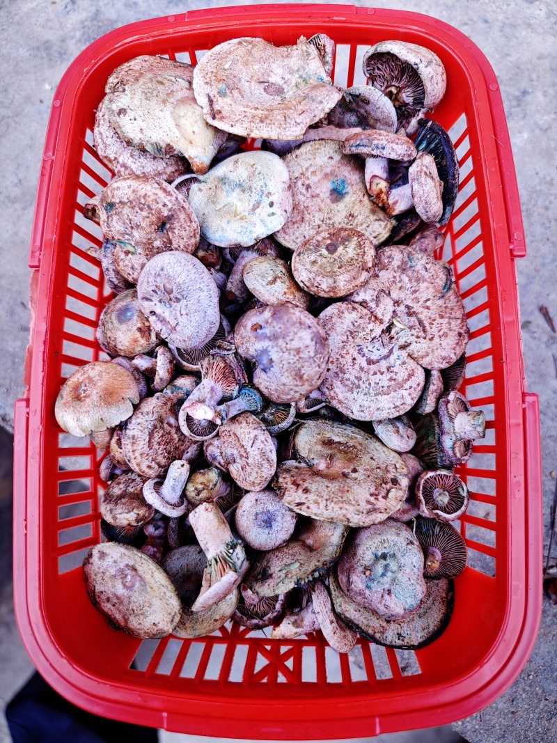 乌枞菌