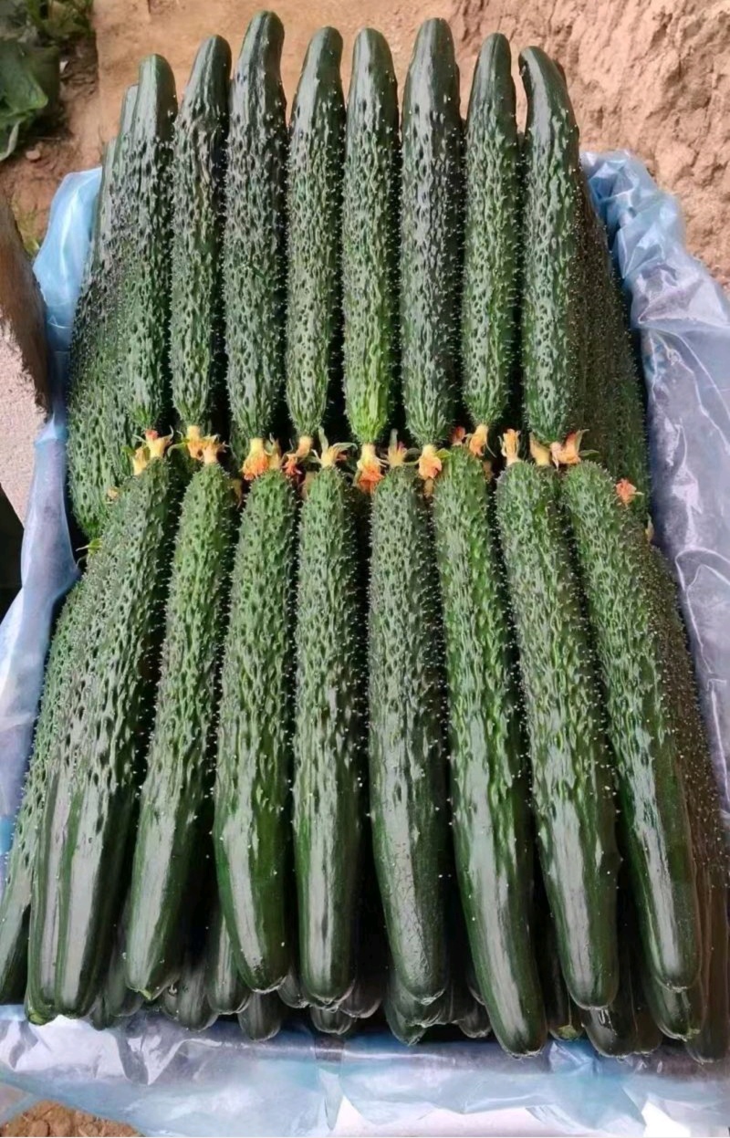 鲜花干花黄瓜都有河南安阳滑县产地直销密刺黄瓜大量有货