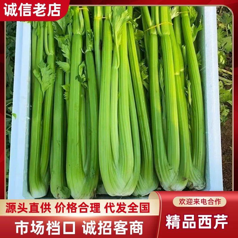 周口沈丘西芹产区精品西芹大量上市量大质优