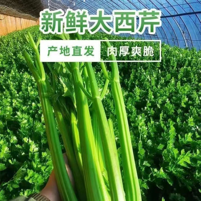 周口沈丘西芹产区精品西芹大量上市量大质优