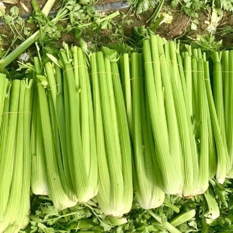 周口沈丘西芹产区精品西芹大量上市量大质优
