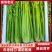 周口沈丘西芹产区精品西芹大量上市量大质优