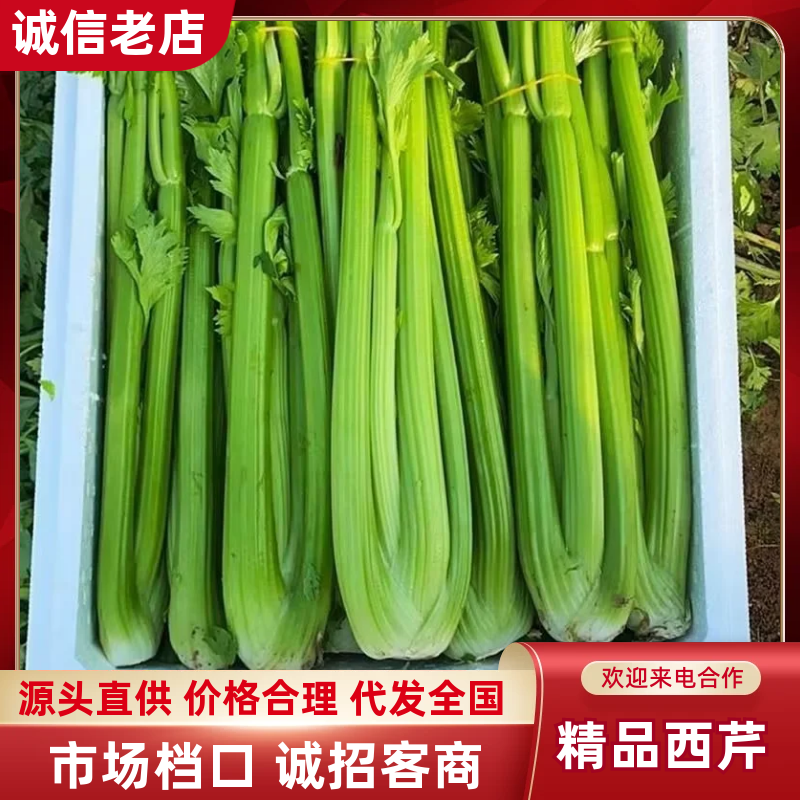 周口沈丘西芹产区精品西芹大量上市量大质优