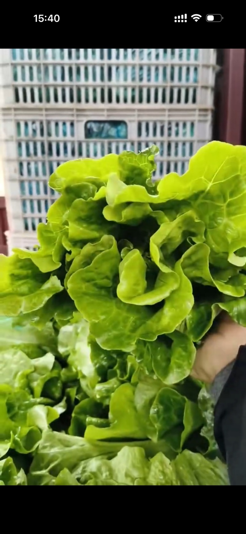 精品意大利生菜全国发货量大价优欢迎随时联系