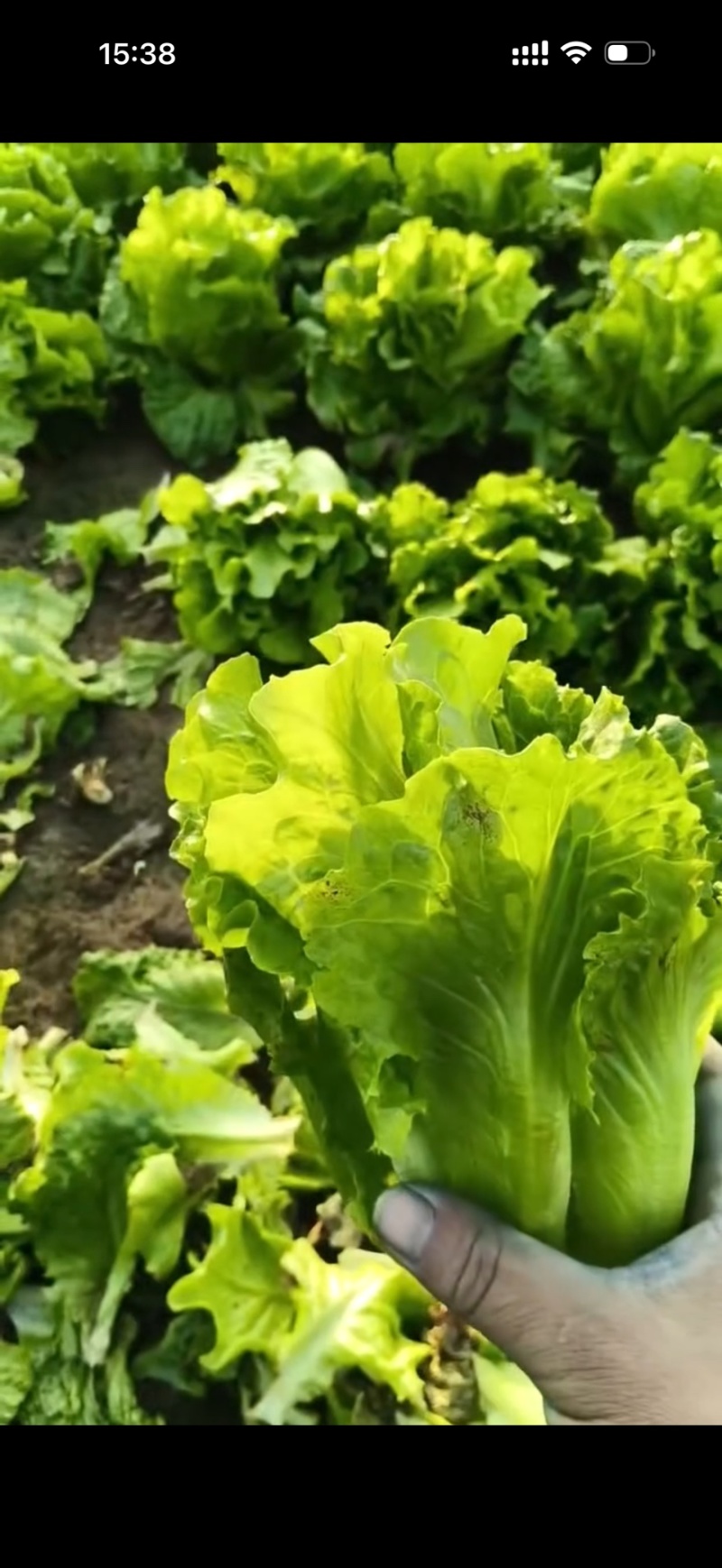 精品意大利生菜全国发货量大价优欢迎随时联系