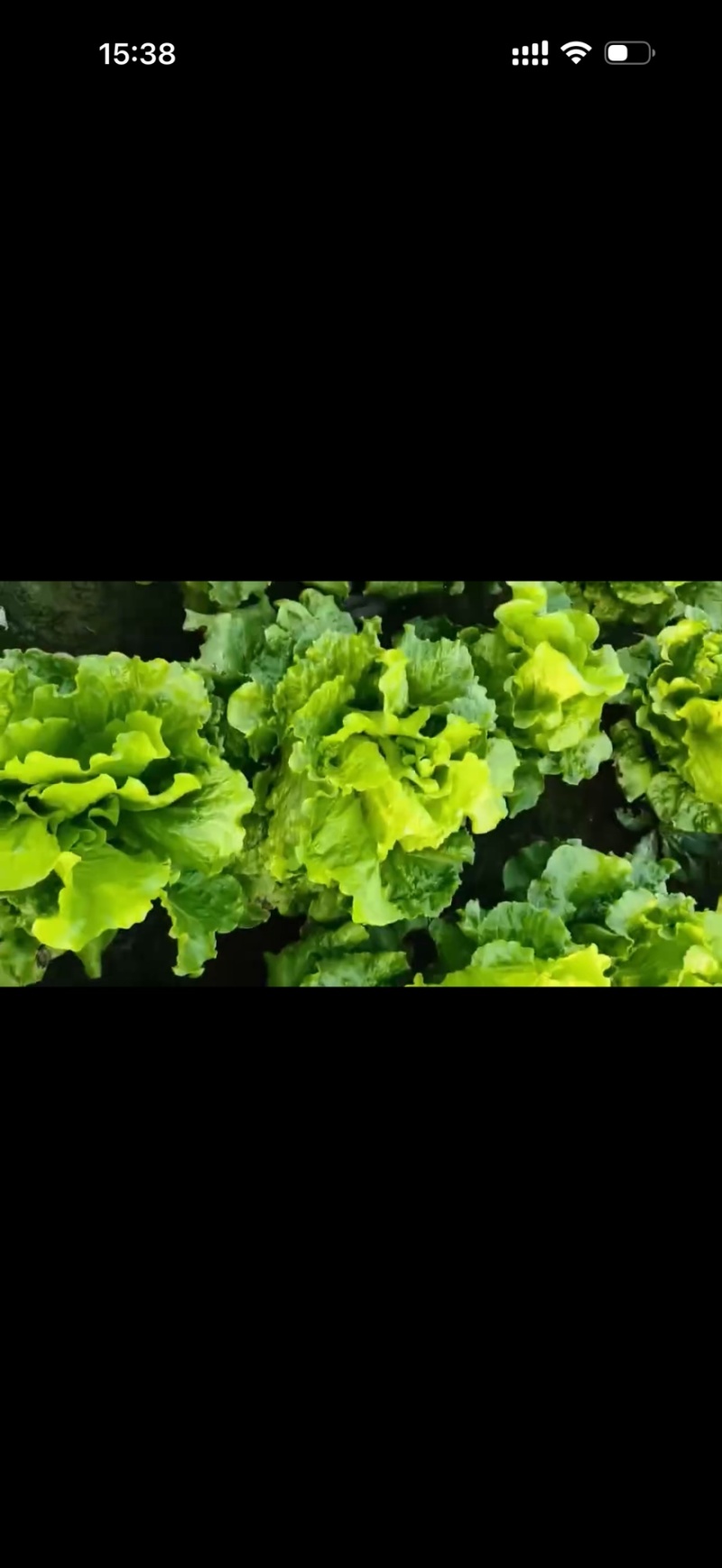 精品意大利生菜新鲜翠绿打冷装箱对接电商市场批发
