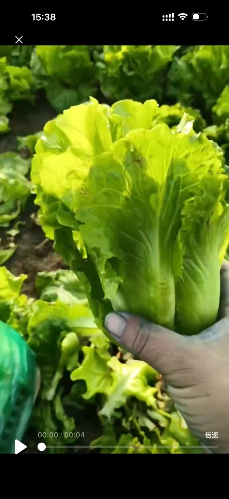 精品意大利生菜新鲜翠绿打冷装箱对接电商市场批发
