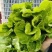 精品意大利生菜新鲜翠绿打冷装箱对接电商市场批发