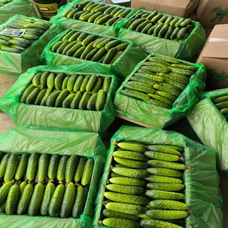 湖北精品旱黄瓜大量上市品质保证量大从优一手货源