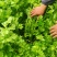 精品香芹河北香芹货源充足量大从优欢迎咨询