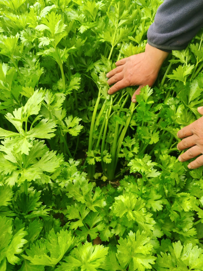 精品香芹河北香芹货源充足量大从优欢迎咨询