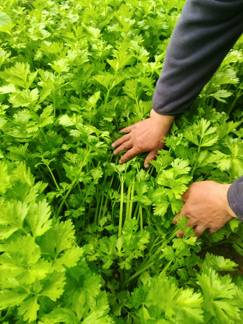 精品香芹河北香芹货源充足量大从优欢迎咨询