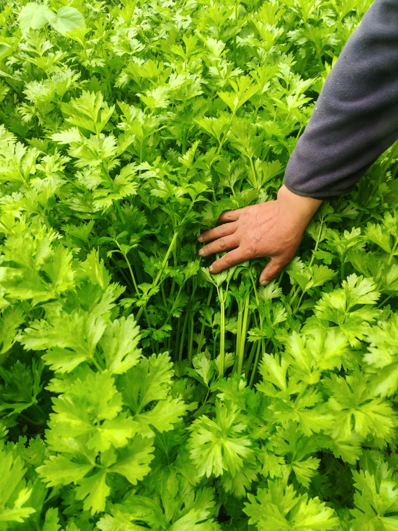 精品香芹河北香芹货源充足量大从优欢迎咨询