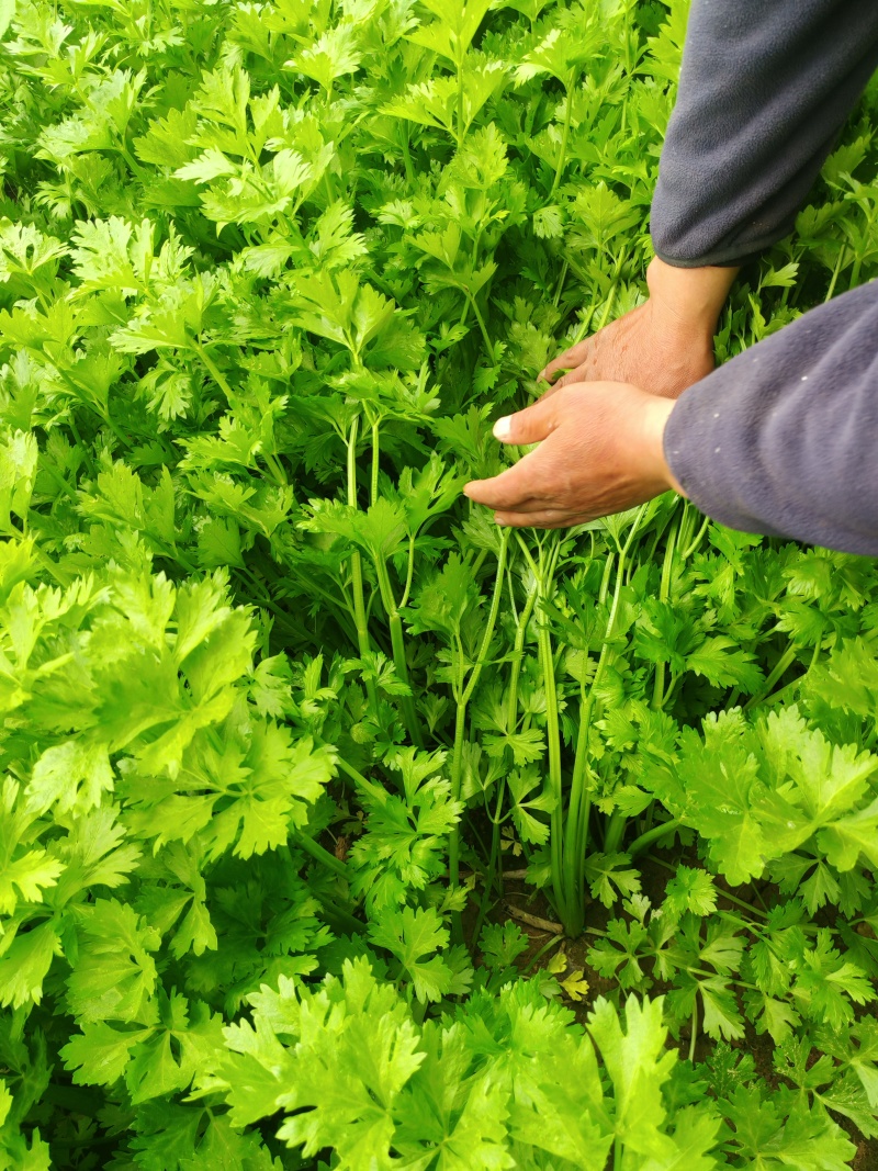 精品香芹河北香芹货源充足量大从优欢迎咨询