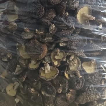 ***无公害椴木干香菇