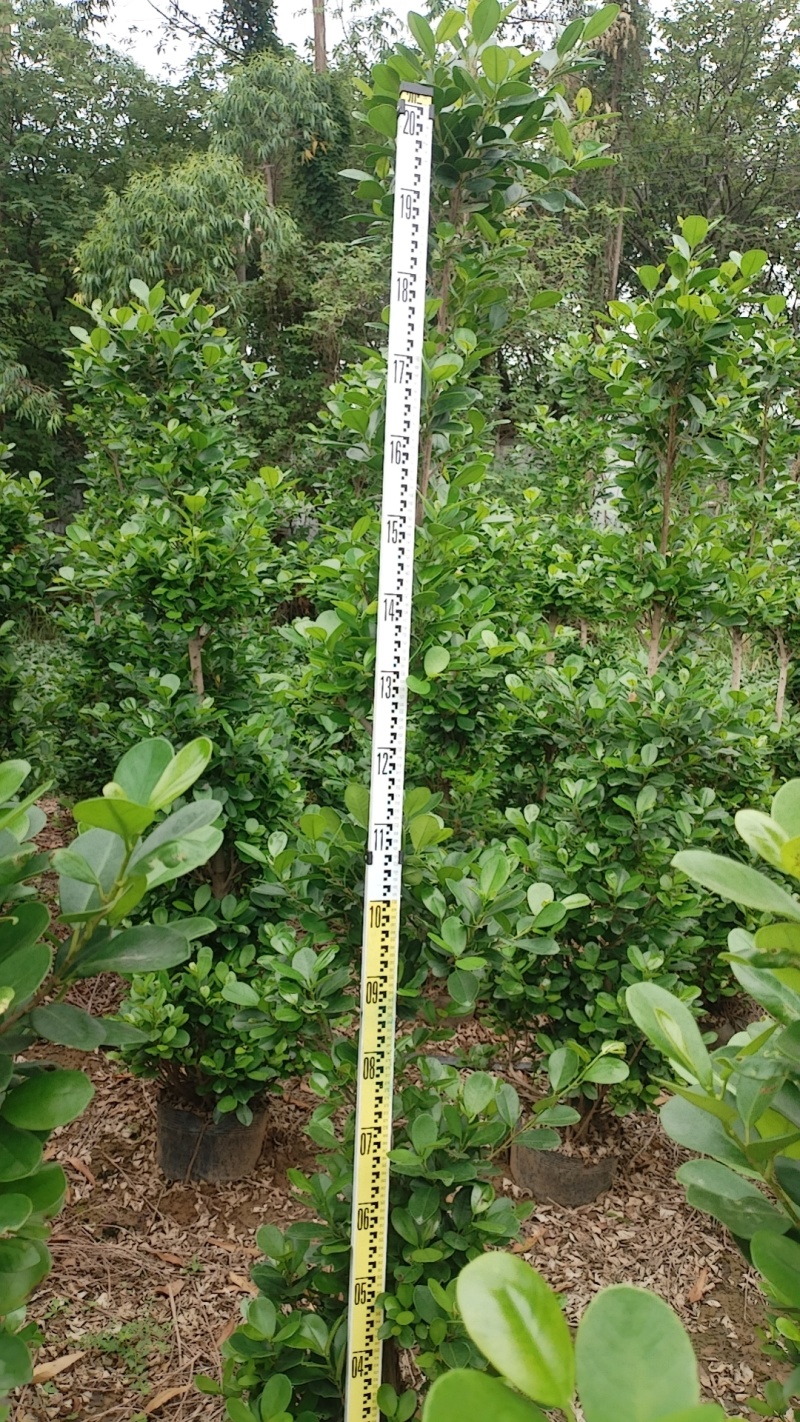 火山熔