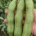 浙江温岭蚕豆大量上市