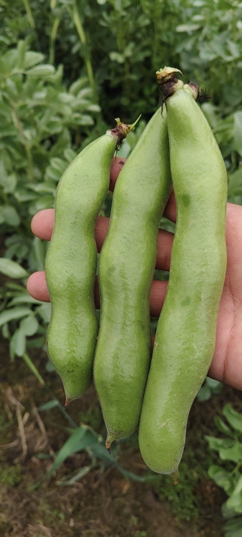 浙江温岭蚕豆大量上市