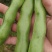 浙江温岭蚕豆大量上市
