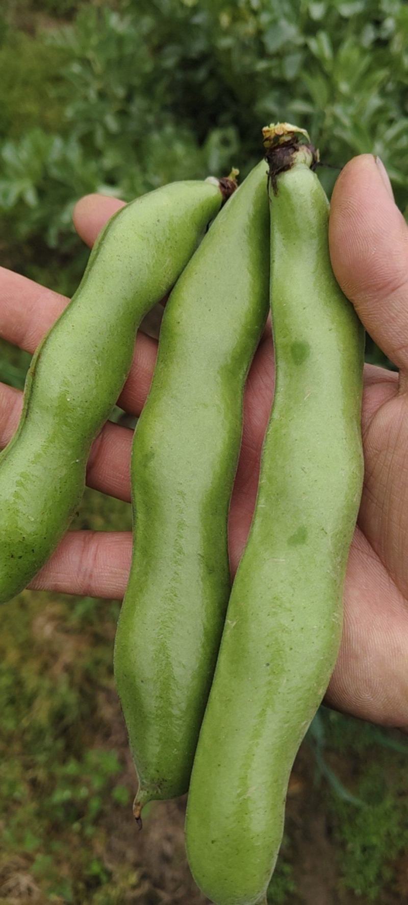 浙江温岭蚕豆大量上市
